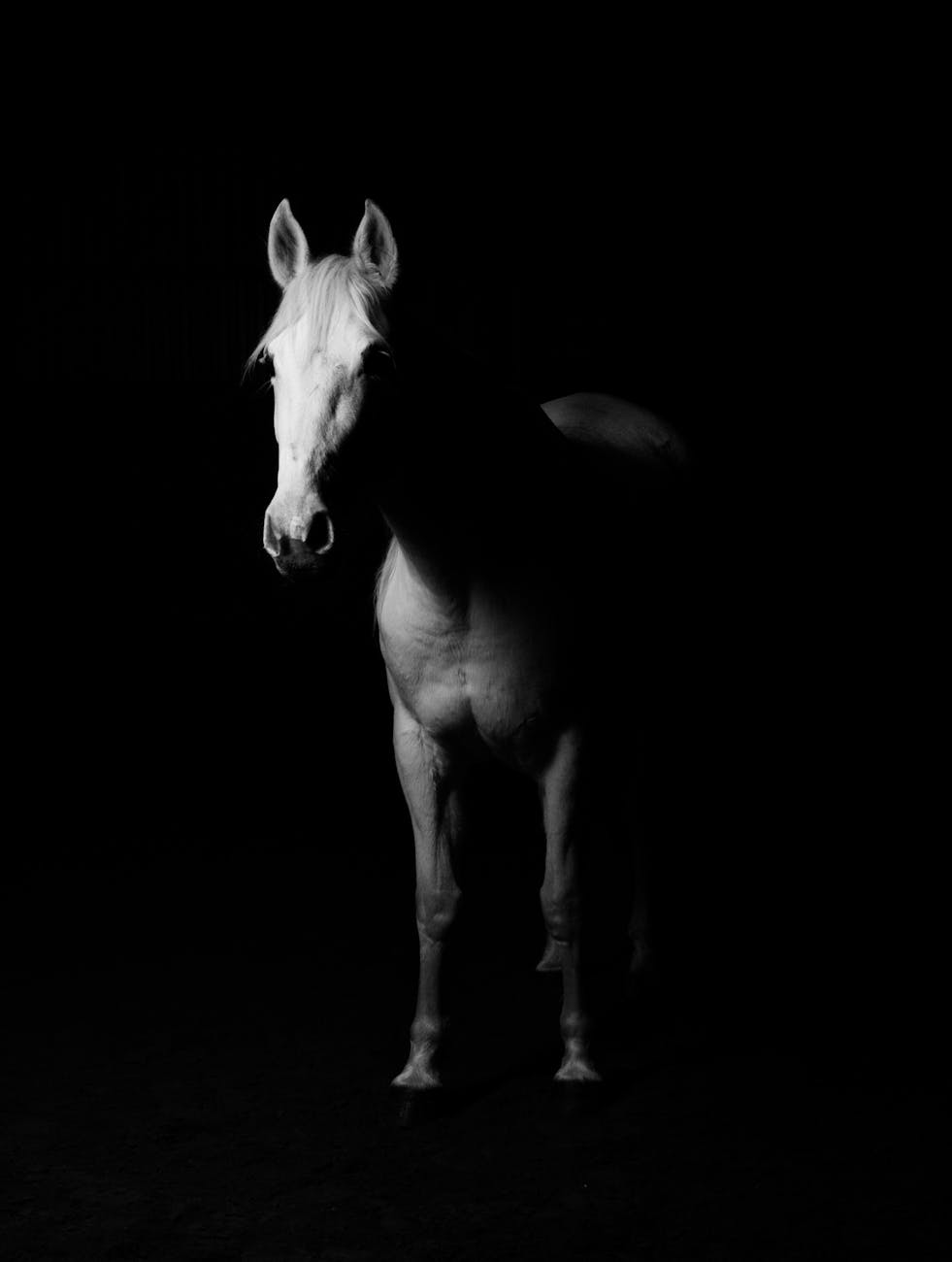 white horse black and white photo